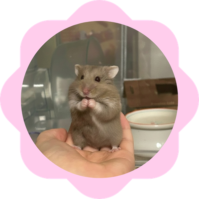 キャンベルハムスターの画像